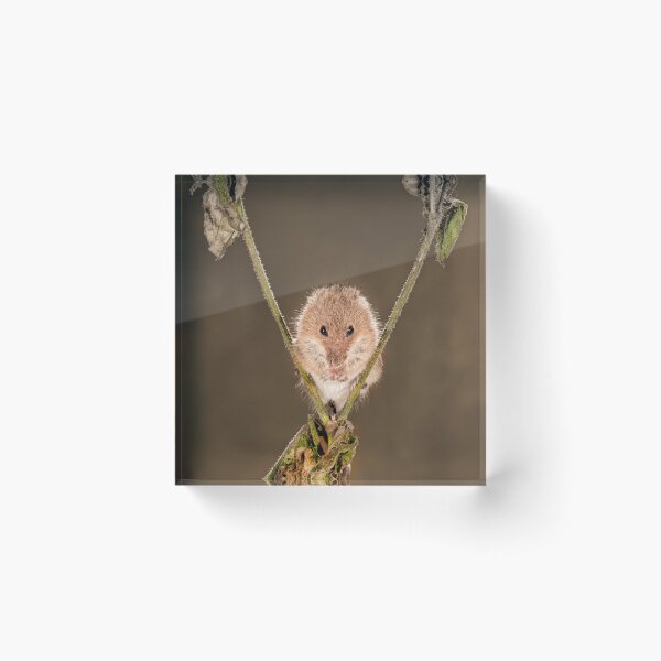 Item preview, Harvest mouse designed and sold by alan tunnicliffe.