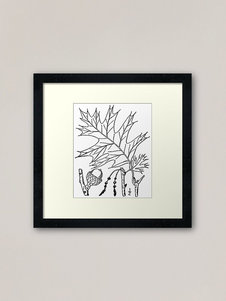 Alternate view of Botanical Scientific Illustration Black and White Quercus Framed Art Print