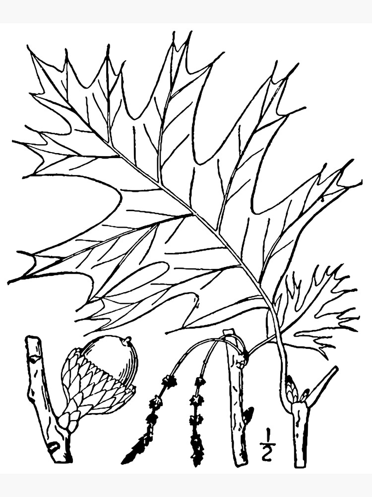 Botanical Scientific Illustration Black and White Quercus by pahleeloola
