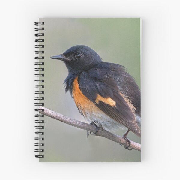 Item preview, American Redstart designed and sold by WorldDesign.