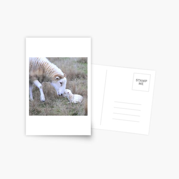 Preemie Postcard