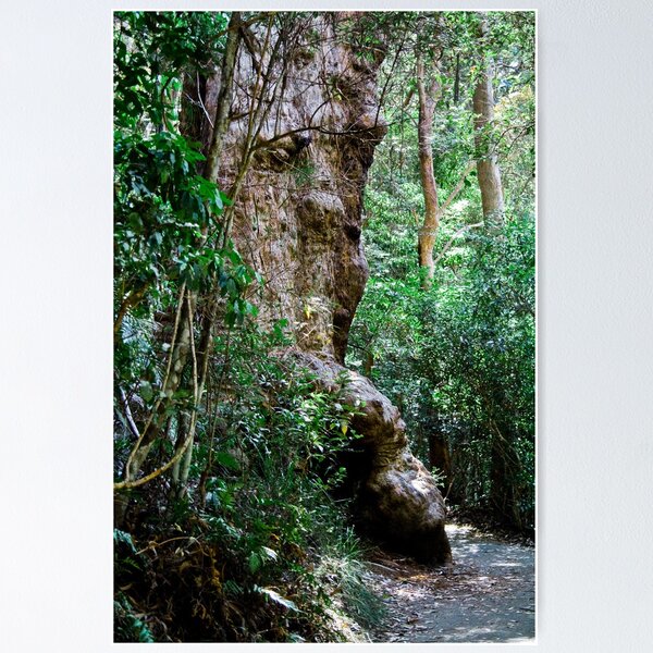 Ol' Man Tree Poster