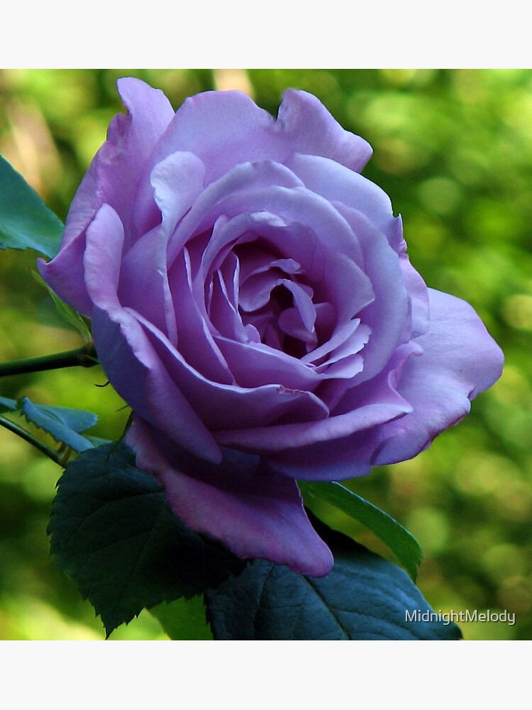 Blue Moon Hybrid Tea Rose