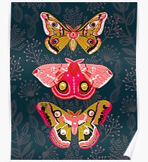 Lepidoptera Nr. 4 von Andrea Lauren Poster