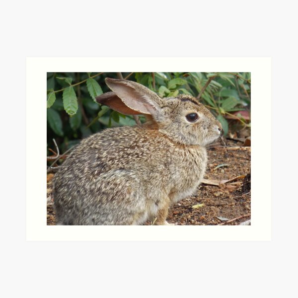 Desert Cottontail Art Print