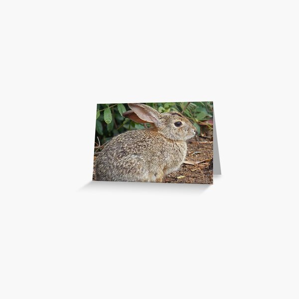 Desert Cottontail Greeting Card