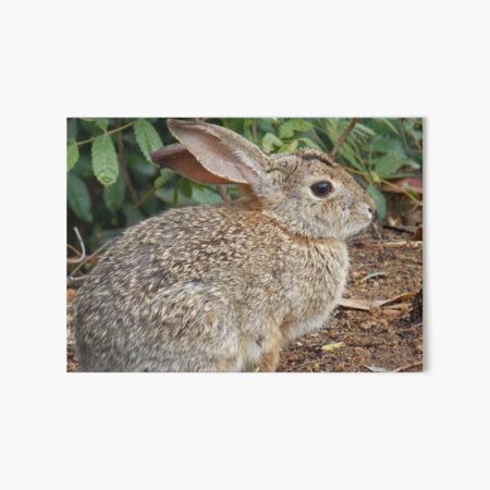 Desert Cottontail Art Board Print