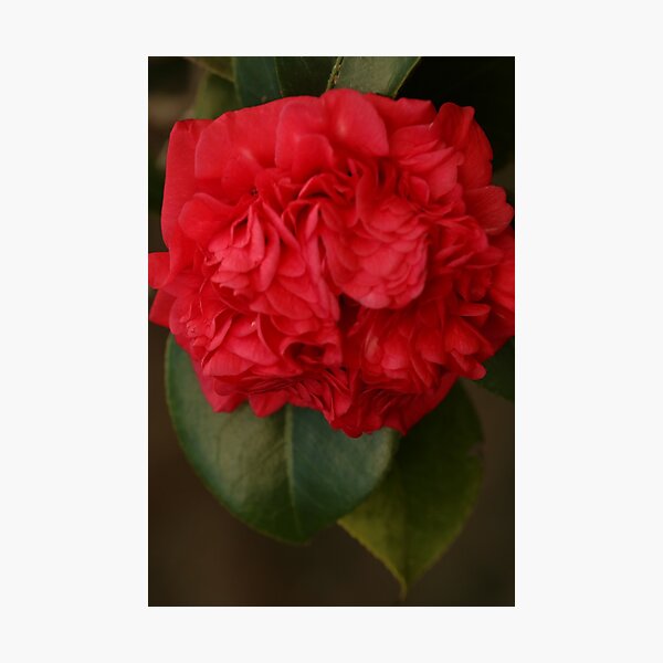 Red Gardenia Photographic Print