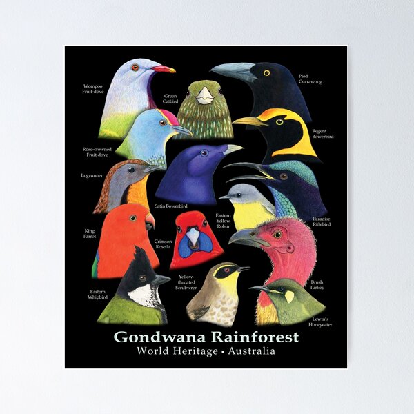 Item preview, Gondwana Rainforest Birds of Australia - Raising funds for BirdLife Australia designed and sold by Paula Peeters.