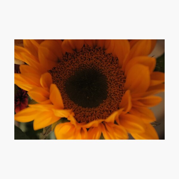 Sun Flower Photographic Print