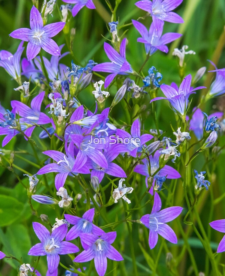 Funda y vinilo para iPad «Primer plano de pequeñas flores silvestres  púrpuras» de jonshore | Redbubble