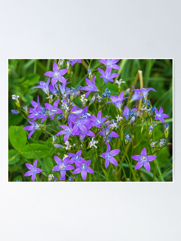 Póster «Primer plano de pequeñas flores silvestres púrpuras» de jonshore |  Redbubble