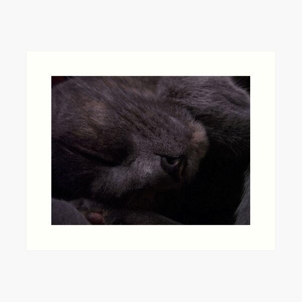Sweet Feline Dreams... Art Print