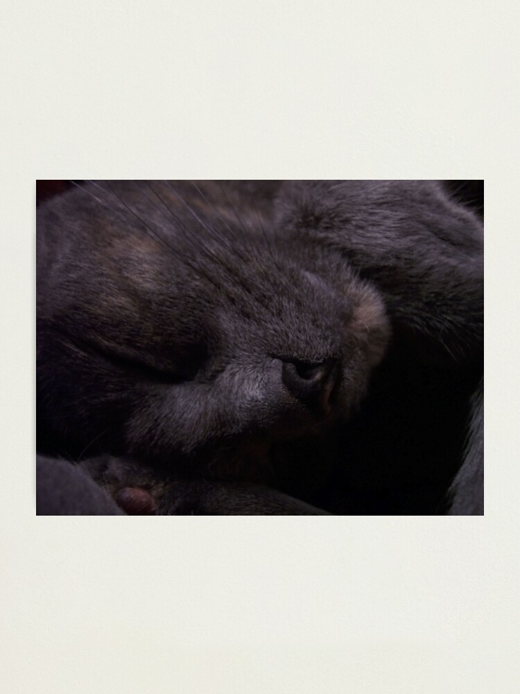 Alternate view of Sweet Feline Dreams... Photographic Print