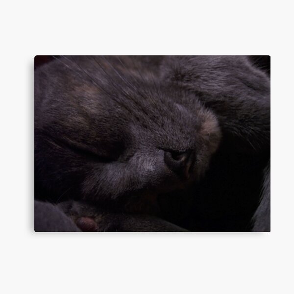 Sweet Feline Dreams... Canvas Print