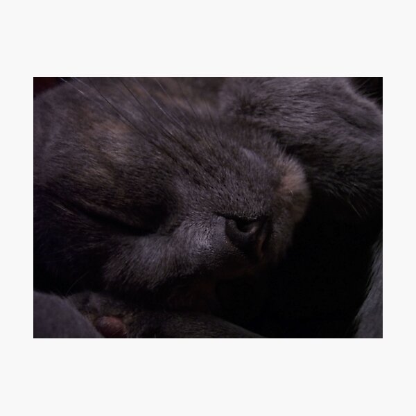 Sweet Feline Dreams... Photographic Print