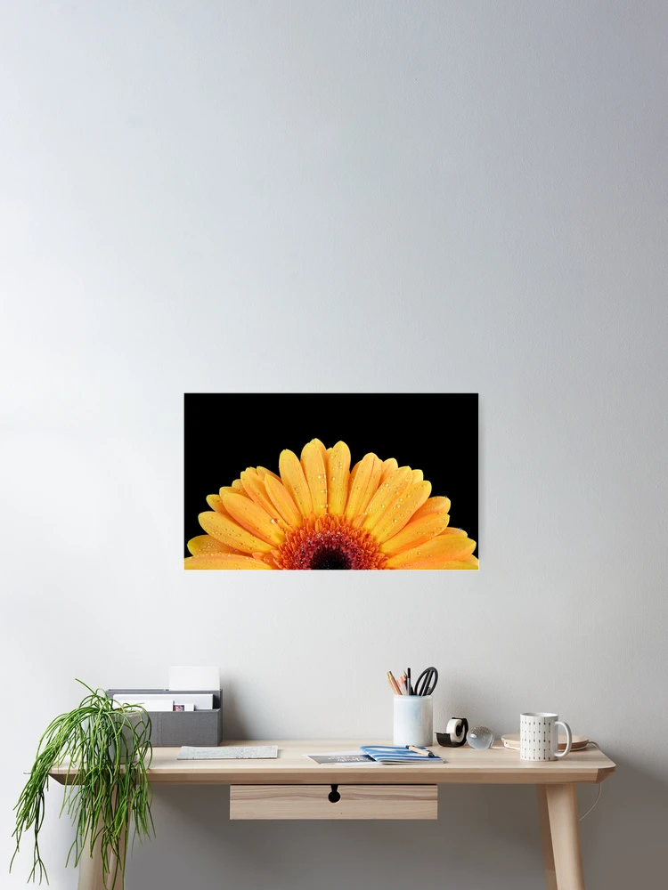 Thumbnail 2 of 3, Poster, Gerbera Rising designed and sold by Ann Van Breemen.