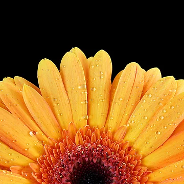 Artwork thumbnail, Gerbera Rising by Ann Van Breemen