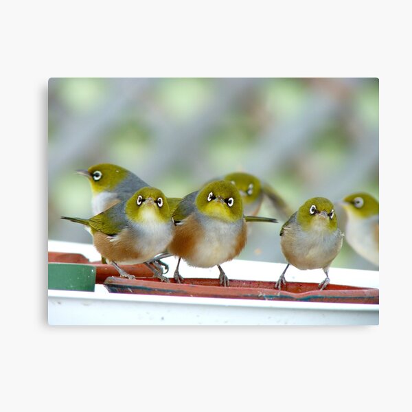 Excuse Me Waiter... But...Where Is The Main Course? - Silver-Eyes - NZ Canvas Print
