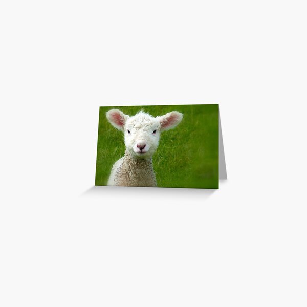 Mmm Whats that Mum!!! - Lamb - NZ - Southland Greeting Card