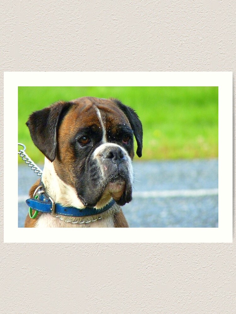 "Beautiful Jowls! Boxer Dog NZ" Art Print by AndreaEL Redbubble