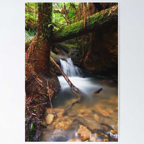 Item preview, Rainforest Creek designed and sold by Paul Piko.