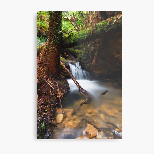Rainforest Creek Metal Print