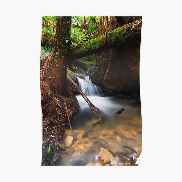Rainforest Creek Poster
