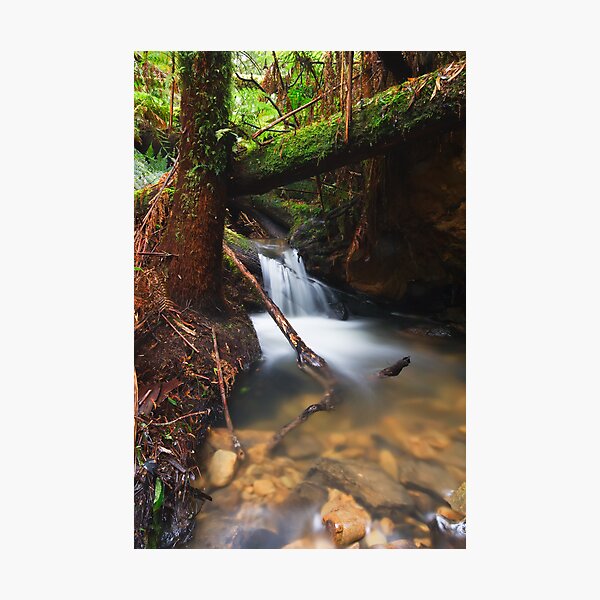 Item preview, Rainforest Creek designed and sold by Paul Piko.
