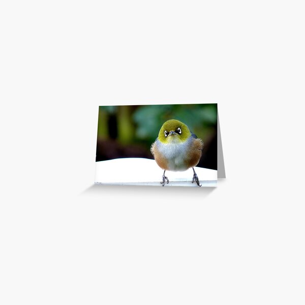 Little boy lost! - Silvereye - Wax Eye - New Zealand Greeting Card