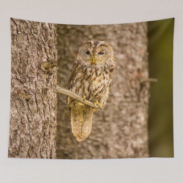 Item preview, Perched Tawny Owl designed and sold by Dave Hare Photography.