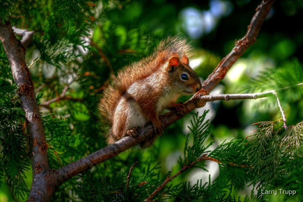 "Baby Red Squirrel" by Larry Trupp | Redbubble