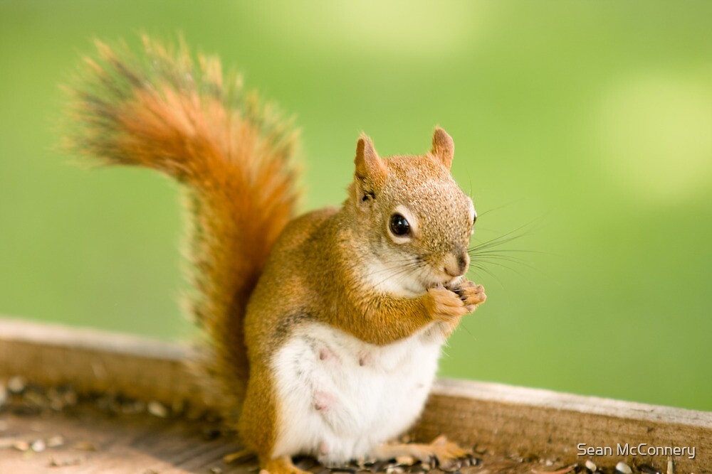 Red Squirrel Female By Sean Mcconnery Redbubble