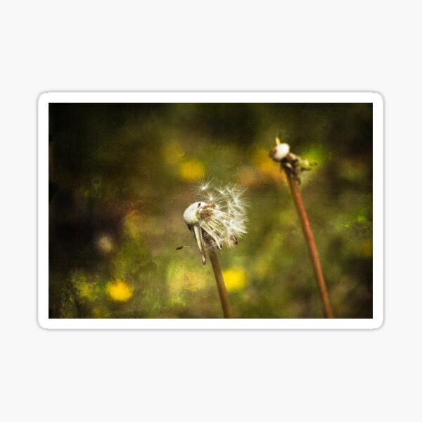 Dandelion in Summer breeze Sticker