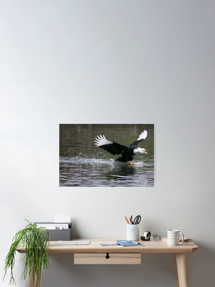 Thumbnail 2 of 3, Poster, Smooth Landing designed and sold by Randall Ingalls.