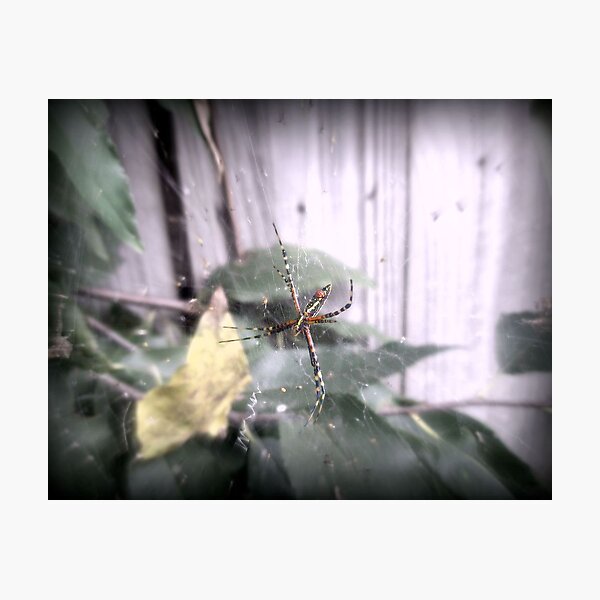 Item preview, A Garden Spider designed and sold by Alondra Hanley.