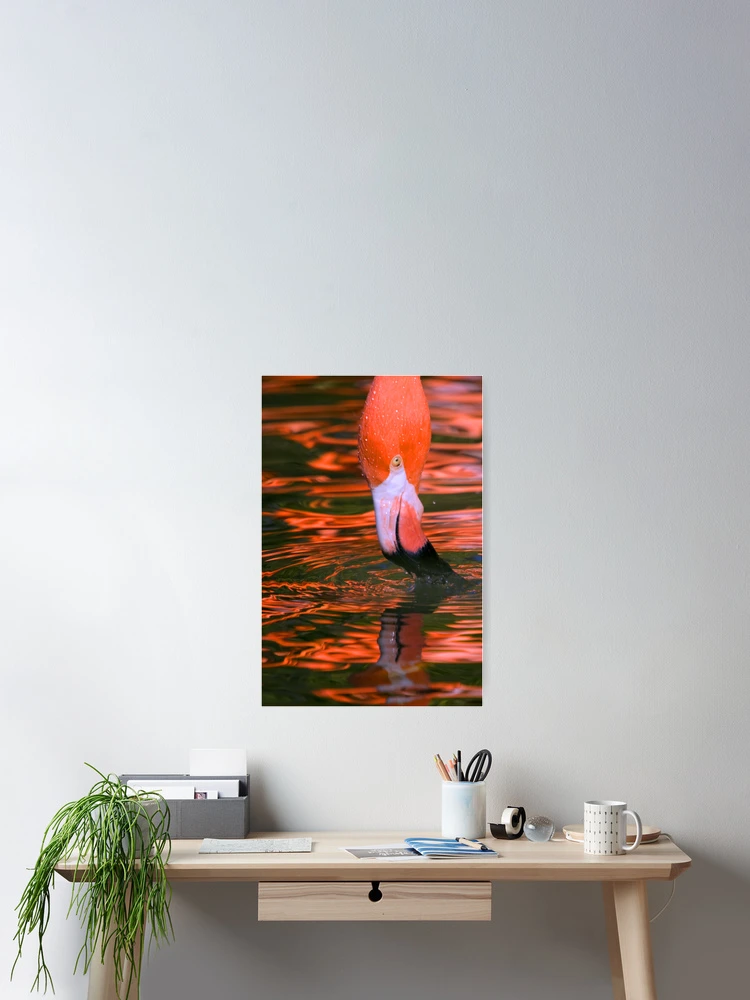 Thumbnail 2 of 3, Poster, Pink Flamingo designed and sold by Randall Ingalls.