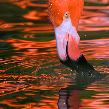 Artwork thumbnail, Pink Flamingo by Randall Ingalls