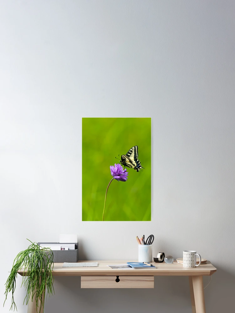 Thumbnail 2 of 3, Poster, Tiger Swallowtail designed and sold by Randall Ingalls.