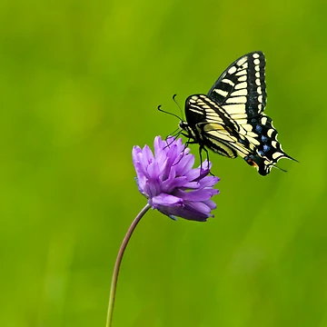 Artwork thumbnail, Tiger Swallowtail by Randall Ingalls