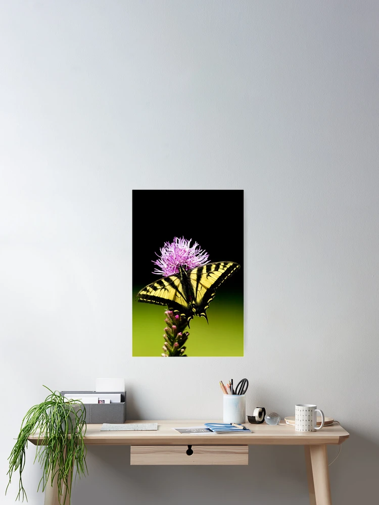 Thumbnail 2 of 3, Poster, Swallowtail designed and sold by Randall Ingalls.