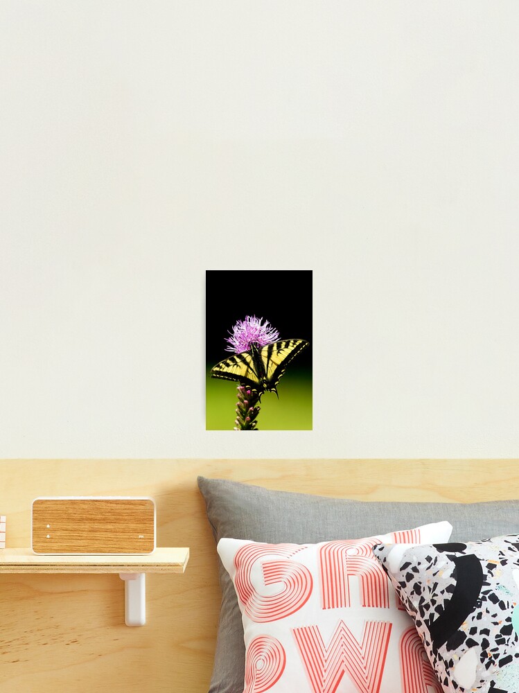 Thumbnail 2 of 3, Photographic Print, Swallowtail designed and sold by Rando.