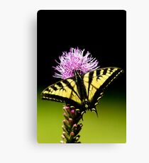 Swallowtail Canvas Print