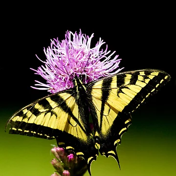 Artwork thumbnail, Swallowtail by Randall Ingalls