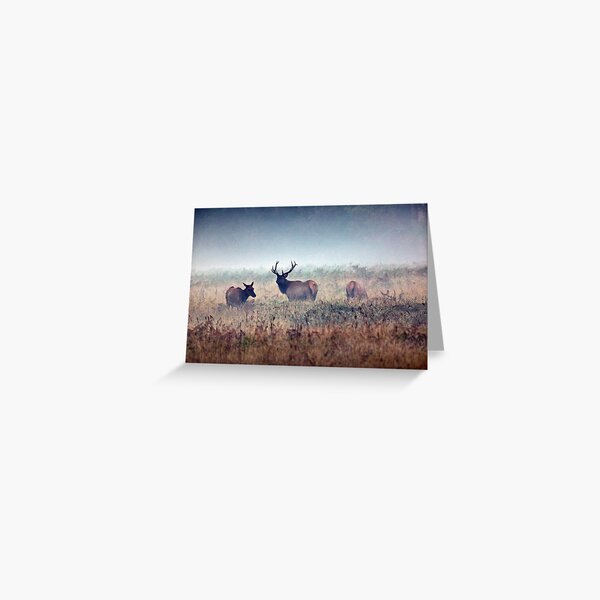 Misty Morning Greeting Card