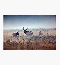 Misty Morning Photographic Print