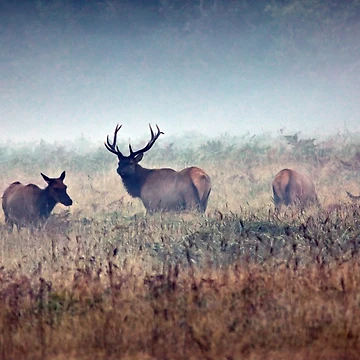 Artwork thumbnail, Misty Morning by Randall Ingalls