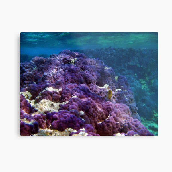 Swimming in the Blue Metal Print