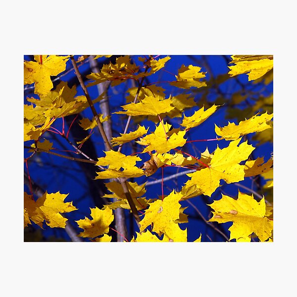 Item preview, Golden Leaves designed and sold by Rusty (Helen)  Valenza.