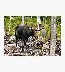Bull Moose In Velvet Photographic Print